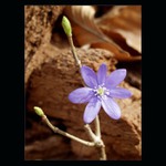 Stromy kvetou modře