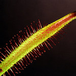 Drosera Capensis I.