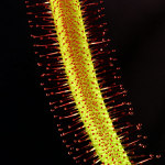 Drosera Capensis II.