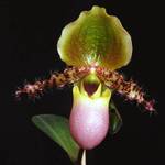 Orchidej