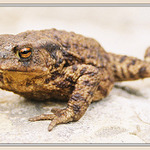 Pražská fauna
