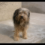 Nasa domaca potvorka