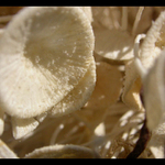 Nejake morske rastliny