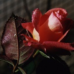 růže a ranní rosa