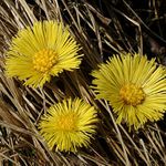 Tussilago farfara