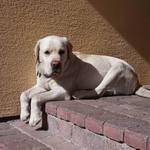 Takto strážim majetok svojho pána