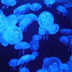 medúza