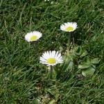 Tri kamarátky ktoré je vidieť len na jar