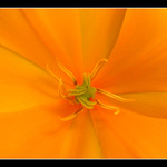 ..Piestik a Tycinky..