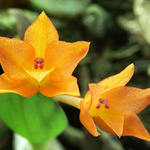 Orchidej