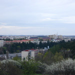 Borovina