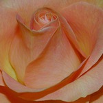 Krása okvětních plátků