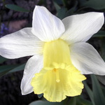 Narcis dámám k svátkům velikonočním.