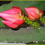 Všetkým pekné sviatky