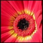 .. gerbera ..