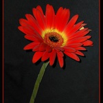 .. srovnaná gerbera ..