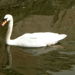 Labuťka