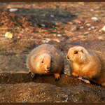 Hééj, pojď ven...