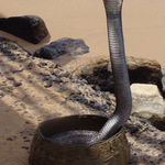 ...sssSSSsss...