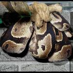 není uzel jako uzel