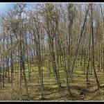 příroda procitá ze zimního spánku