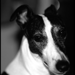 Finn