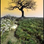The Joshua Tree