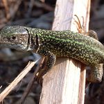 Padl jsem jí do oka