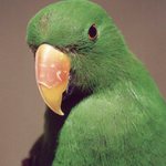 Nečum mi přes křídlo!