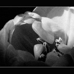 Květina všem ženám na PP,aby je zítra nebolely zadečky