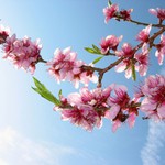 Finally spring