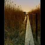 V podvečer u rybníka ...