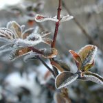 Lístečky v cukru...