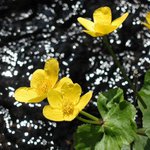 Tajemství potůčku...