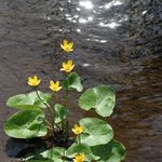 Tajemství potůčku...II