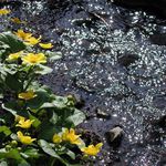 Tajemství potůčku...III