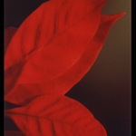 Nejen modrá je dobrá...