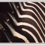 To jsi mě nemohl vyfotit celou?