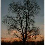 prostě STROM