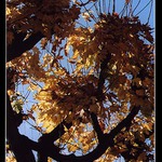 Vzpomínka na podzim