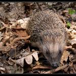 Velikonoční ježek