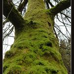 Jsem celý zarostlý