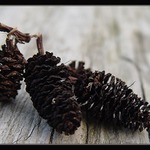 Tři šišky pro popelku