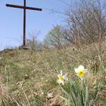 Velikonoční narciska