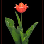 Tulip