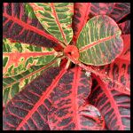 podivný podivec pestrý