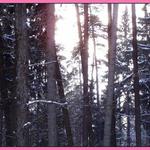 zimní slunce v lese