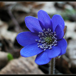 Hepatica Nobilis