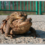 jestli usneš, tak tě shodím!