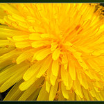 triviální pampeliška